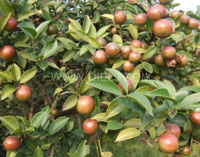 茶籽油壓榨設備認準企鵝機械，性能穩定操作便利(圖1)
